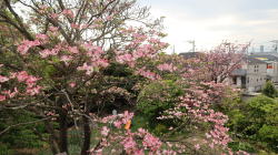 �������C�l�����ʐ^